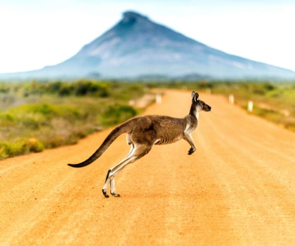 Kangaroo Across A Road In Australia