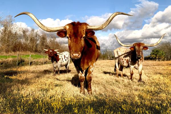 Cow on a grassy field in Texas