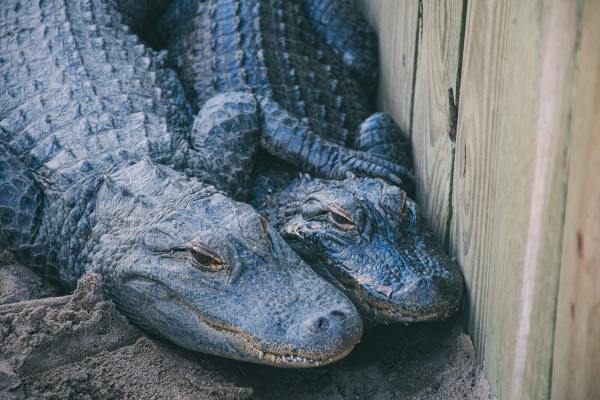 Two juvenile alligators at Alligator Alley in Summerdale, AL