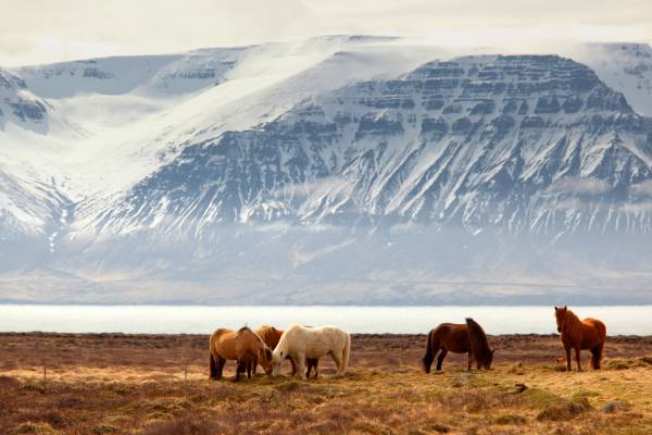 Ponies grazing against a backdrop of snowy mountains in Iceland