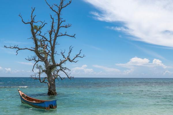 Brown wooden boat on a beach beside a tree in the ocean in Tonga