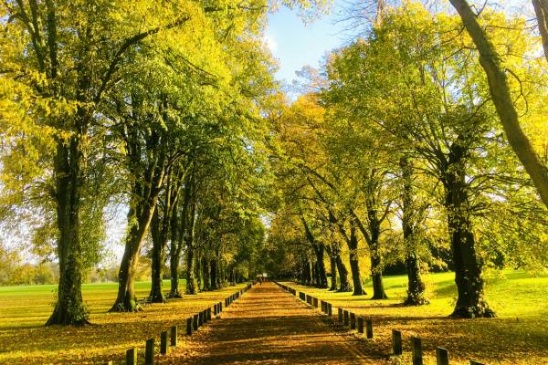 A long tree lined road in the middle of a park in Cardiff