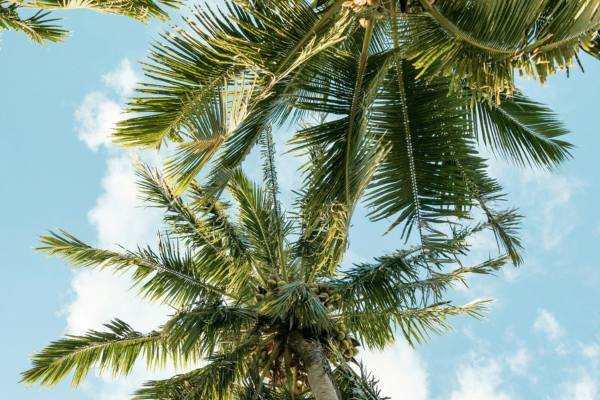 A palm tree with blue sky in Rarotonga Cook Islands