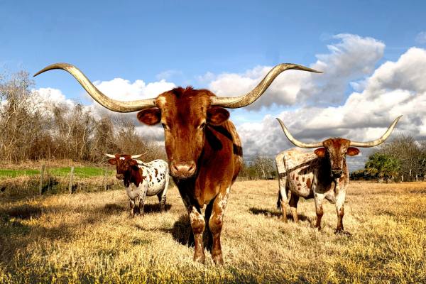 Cows on grassy field under blue cloudy sky in Texas