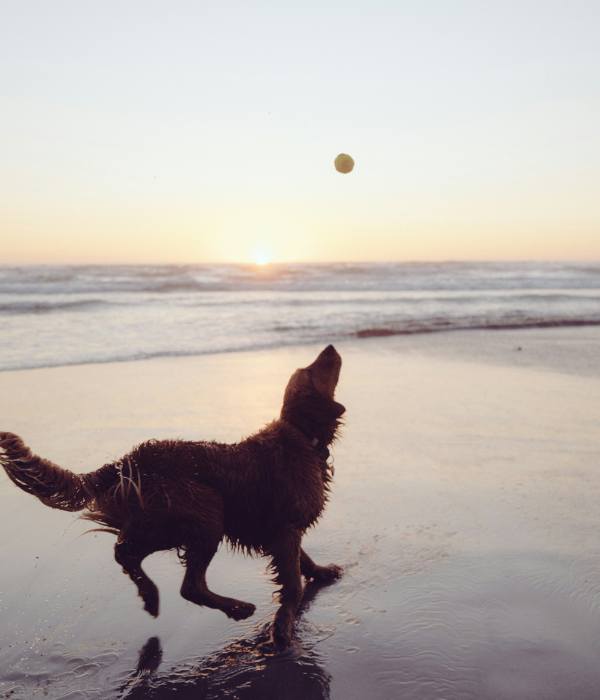 Labrador catching a ball on a sandy beach at sunset