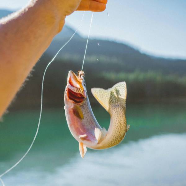 Fish on a hook being held by a hand
