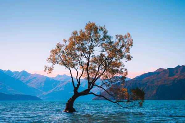 Tree in a lake with mountains in the background in New Zealand
