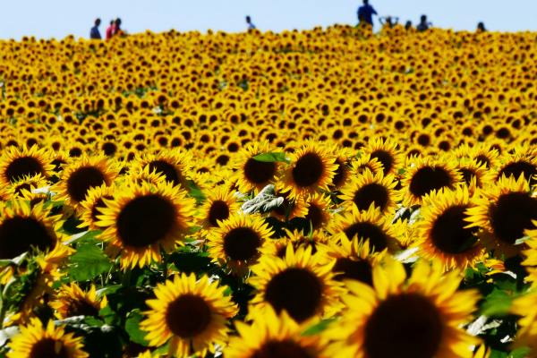 People standing near sunflower field in Kansas