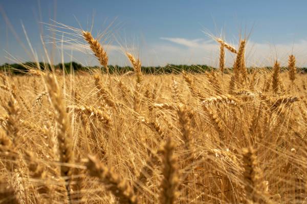 Close-up of a field of wheat in Kansas